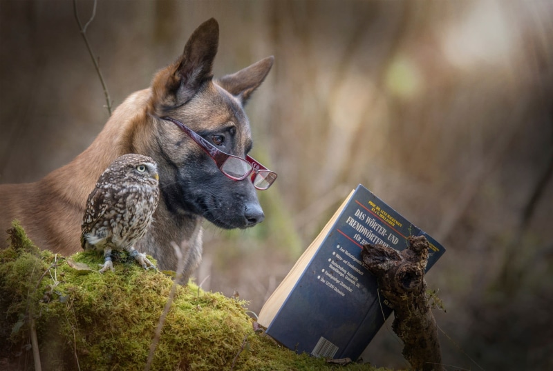 domestic, malinois, domestic animals, animal themes, brown, adult, belgian, pets, moss, communication, animal, tree, focus on foreground, 1080P, dog, plant