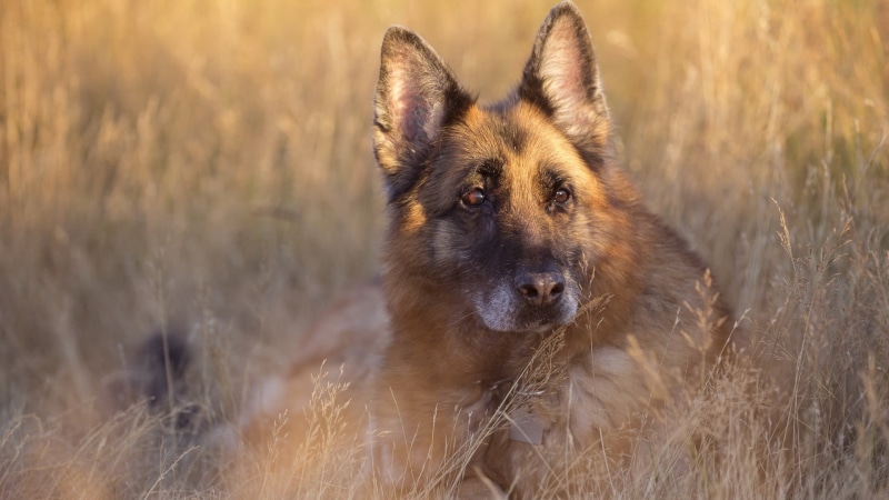 no people, dog, plant, grass, canine, one animal, purebred dog, domestic animals, animals, adult, mammal, looking, shepherd, pets, German Shepherd, brown