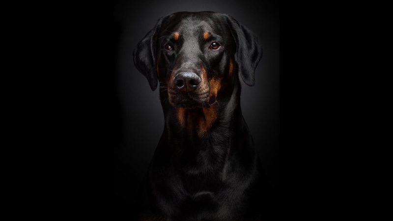 looking at camera, background, animal eye, miniature Pinscher, friendship, one Animal, guard Dog, doberman Pinscher, dog, adult, 1080P, front view, black Color