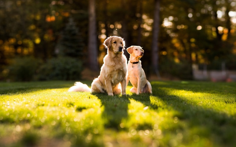 cute, domestic Animals, adult, puppy, cheerful, animal, canine, forest, golden, fun, hound, playful, mammal, golden retrievers, friendship, white, outdoors