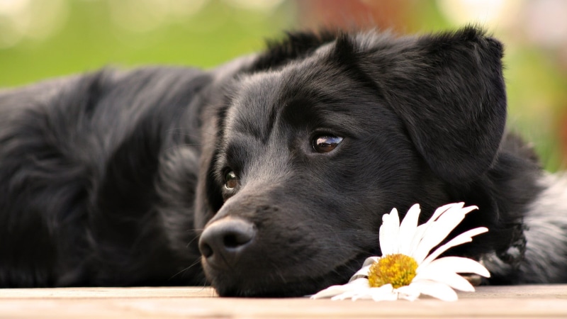 young animal, mammal, domestic, relaxation, 1080P, pets, one animal, black color, lying down, labrador, puppies, dog, vertebrate, animal head, canine
