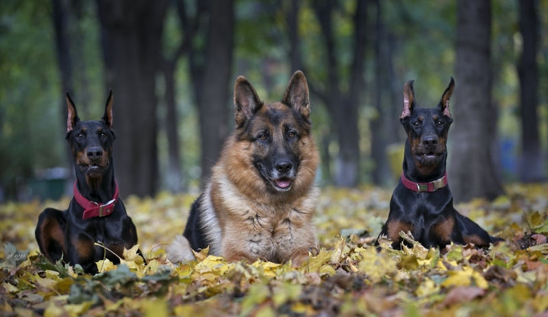 cute, nature, tree, hound, outdoors, friendship, domestic Animals, plant, guard Dog, alertness, 2K, domestic, two, german, animal themes, animal Ear, selective focus