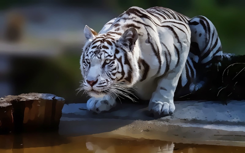 feline, black, white tiger, drinking, cat, water, mammal, whisker, domestic animals, carnivora, white, animal wildlife, white tigers, 720P, relaxation