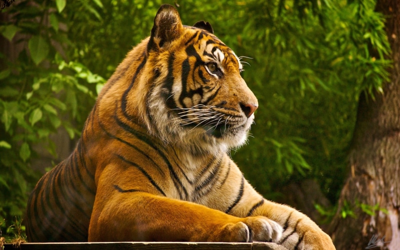 focus on foreground, brown, 1080P, animals in the wild, feline, animal themes, mammal, animals, carnivora, cat, outdoors, nature, undomesticated cat, animal head