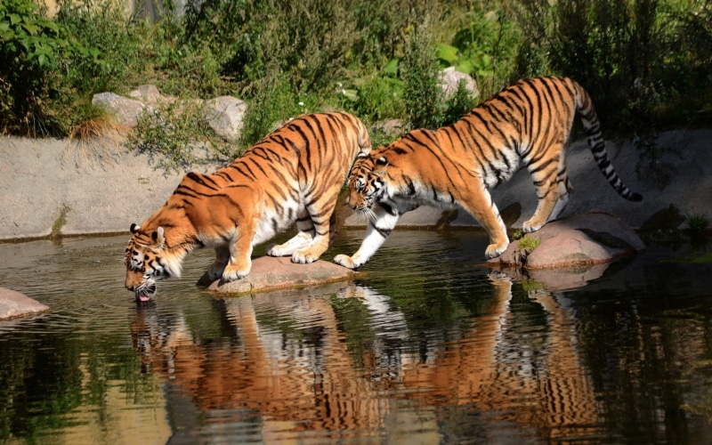 water, cat, animal themes, drinking, tigers, outdoors, animal, big cat, drink, 1080P, Bengal tigers, tiger, feline, animal wildlife, vertebrate, two, nature