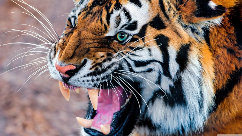 no People, whisker, bengal, safari Animals, mouth open, aggression, bengal Tiger, 4K, endangered Species, snarling, siberian Tiger, mouth, carnivora, zoo