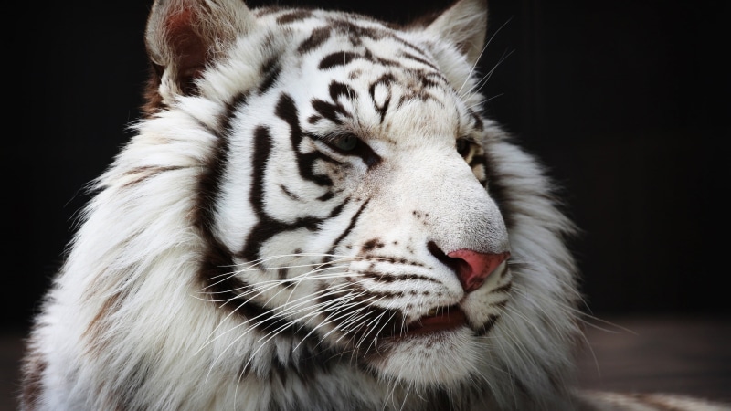 animals in the wild, animal wildlife, black background, mouth open, animal mouth, big cat, vertebrate, one animal, undomesticated cat, cat, animal, no people
