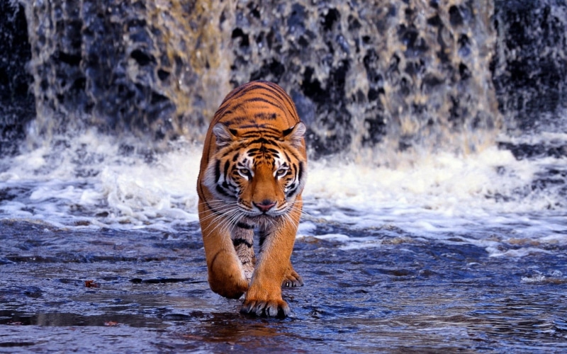 water, feline, whisker, nature, animal themes, cat, no people, vertebrate, animal wildlife, big cats, animals in the wild, big cat, one animal, carnivora