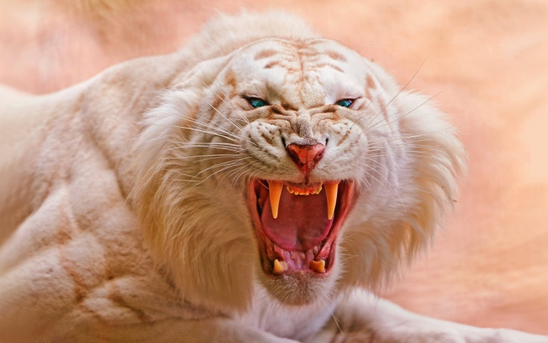 animal teeth, no people, lion - feline, snarling, cat, open mouth, 2K, nature, tiger, mouth open, white, roaring, animals, blue eyes, white tigers, animal