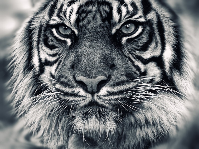 striped, aggression, white tiger, nature, animal wildlife, portrait, monochrome, animal Eye, animal themes, siberian Tiger, big Cat, looking, cat, black Color