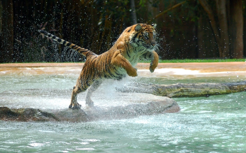nature, animal themes, pets, day, brown, one animal, water, outdoors, tiger, splashing, mammal, waterfront, vertebrate, feline, motion, black, animals