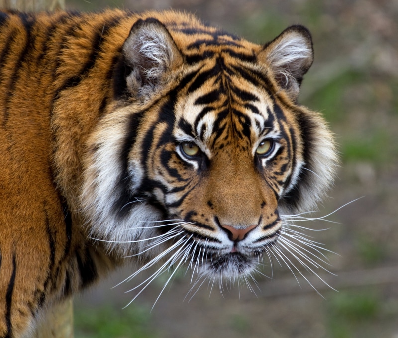 striped, siberian Tiger, danger, photo, undomesticated Cat, wildlife, animals In The Wild, animal, Cats, close, sumatran, Sumatran Tiger, Panthera  tigris  sumatrae