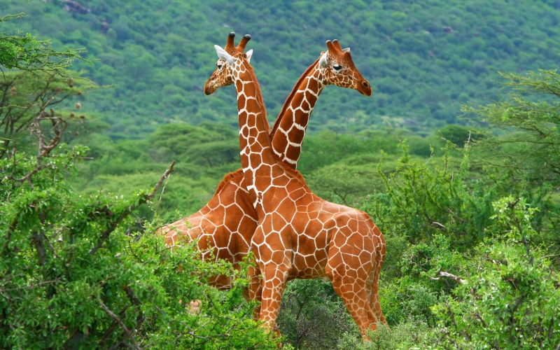 tree, animal themes, animal markings, herbivorous, giraffe, 2K, animal wildlife, forest, plant, grass, animal neck, animals, two animals, day, no people