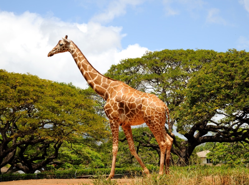 savannah, photo, Giraffe, oahu, 2K, safari Animals, wildlife, animal, animal Neck, honolulu zoo, animals In The Wild, nature, mammal, africa