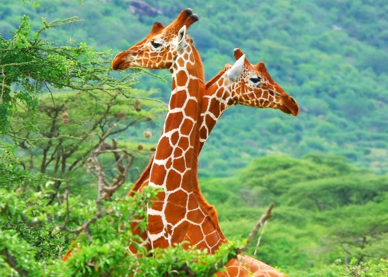trees, animal neck, forest, one animal, plant, outdoors, herbivorous, animal head, nature, day, 1080P, safari, animals, giraffe, animals in the wild, colorful