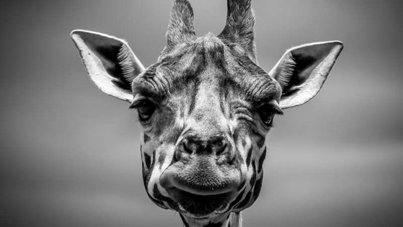 giraffes, animal nose, mammal, studio shot, herbivorous, animals, front view, portrait, animal body part, animal wildlife, outdoors, giraffe, animal neck