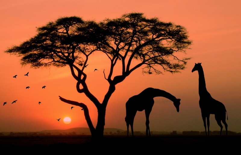 Africa, Bird, Red, sky, giraffe, silhouette, 1080P, Sunset