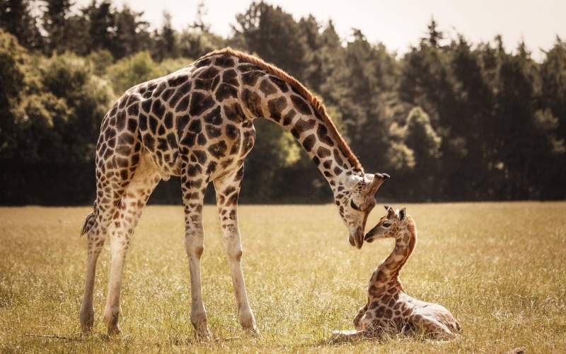 giraffes, mom, baby, giraffe, 720P