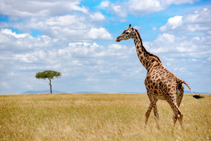 Grass, Giraffe, serengeti National Park, Travel, Maasai Mara, kenya, sky, 5K, Plains, safari, animals In The Wild, Narok, Jungle, nature, white, Camp