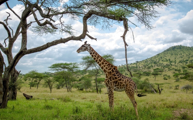 grass, 1080P, standing, giraffes, wildlife, nature, animal themes, mammal, tre, animal wildlife, animal neck, animals in the wild, no people, sky, savannah