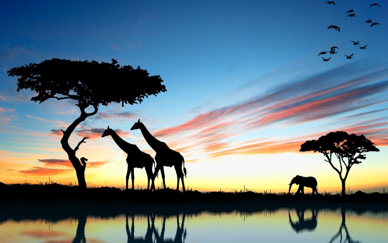photography, Sunset, trees, Lake, birds, 2K, giraffes, Africa, silhouette, Giraffe, Elephant, Reflection