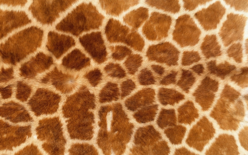 animal themes, fur, one animal, animals In The Wild, mammal, striped, nature, 1080P, cheetah, animal hair, animal wildlife, animal Print, zoo, textile