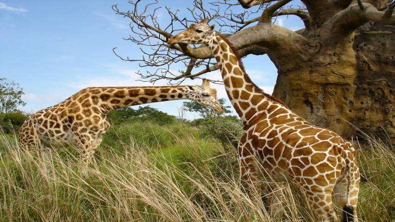 day, field, animals, safari, animal markings, giraffes, animal themes, two, plant, grass, animals in the wild, Africa, group of animals, mammal, herbivorous