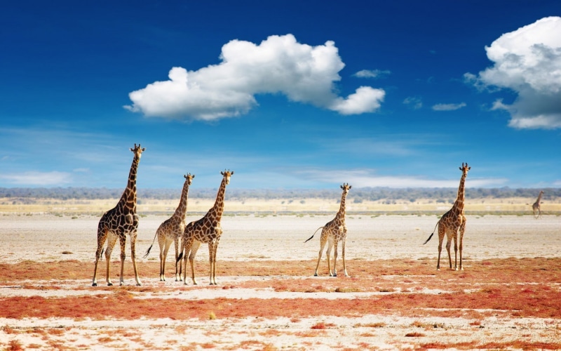 720P, horizon, climate, tranquil scene, arid climate, giraffe, herd, animal wildlife, sand, group of animals, animals, cloud - sky, animal neck, nature