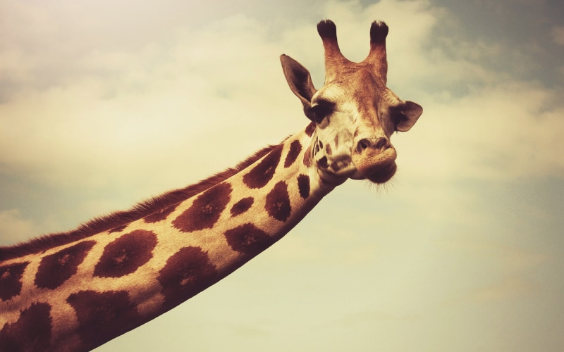 2K, day, no people, safari, photography, herbivorous, vertebrate, sky, domestic animals, animal neck, nature, animal body part, giraffes, giraffe, brown