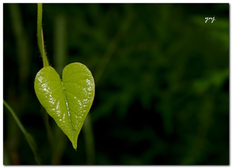 illustration, dg, heart, macro, vector, freshness, maharashtra, backgrounds, canon, pune, Nature, plant, apo, summer, green, sigma, green leaf, green Color