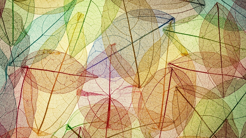 art and craft, orange color, no people, backgrounds, fall, leaves, full frame, close-up, painted image, creativity, multi colored, yellow, 1080P, design