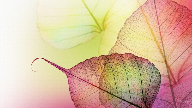 firefox persona, illustration, transparent, autumn, dried, 1080P, green, leaf, 3d and abstract, yellow, leaves