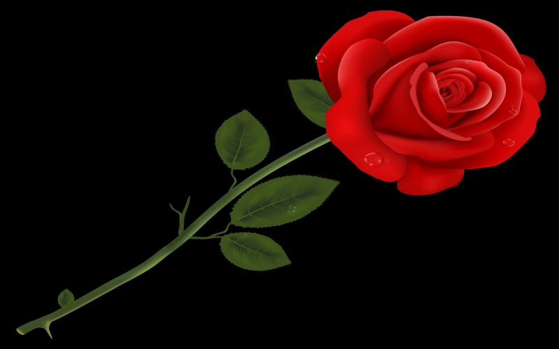 rose, 2K, transparent, clipart, red, png