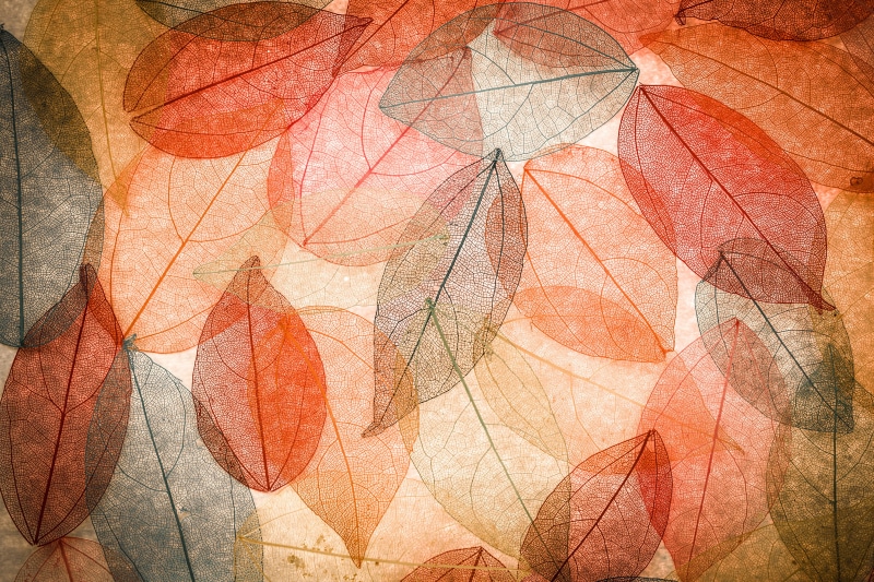close-up, old, 5K, creativity, textured effect, colorful, transparent, abstract, autumn, multi colored, no people, orange, plant part, art and craft