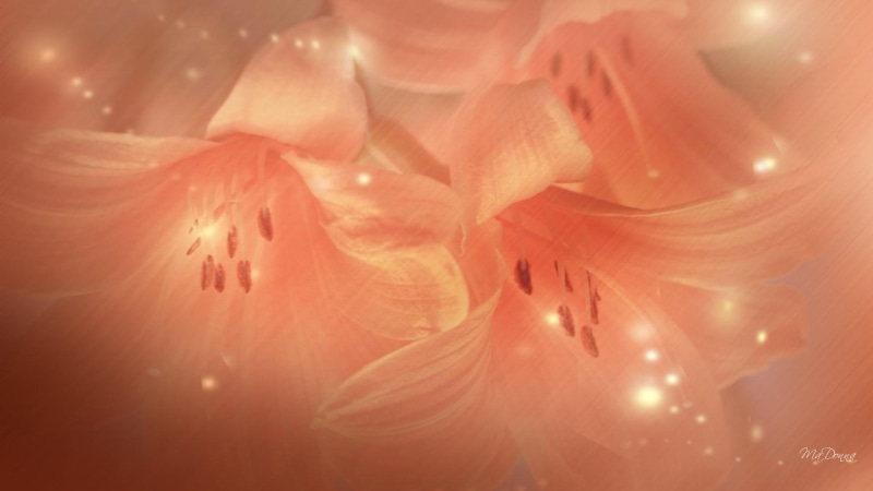 bright, 1080P, firefox persona, flowers, orange, transparent, 3d and abst, lily, spring, summer, salmon, light