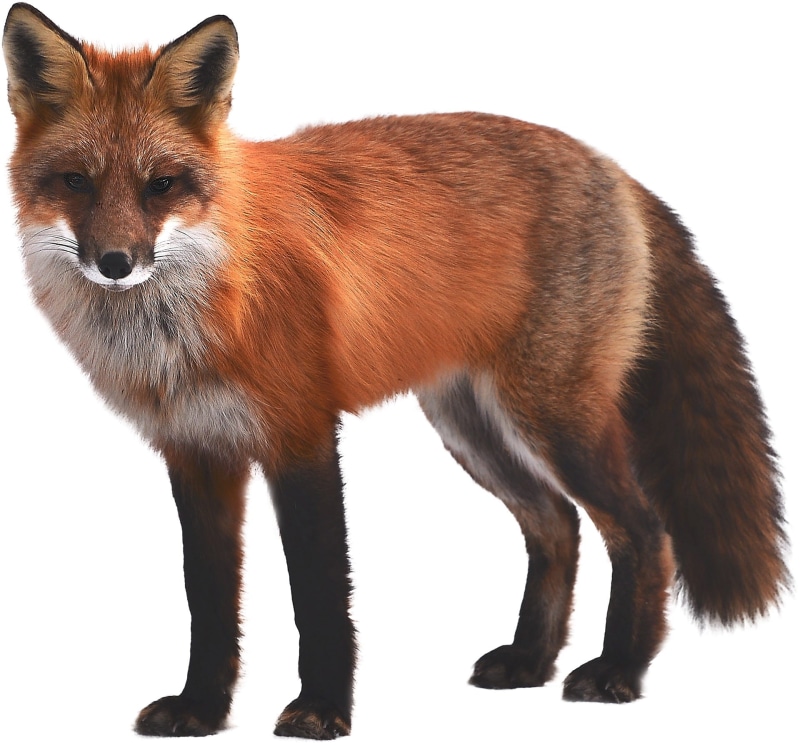 wildlife, animal, brown, indoors, isolated on white, vertebrate, full length, creature, zoology, isolated, transparent, mammal, studio shot, no people