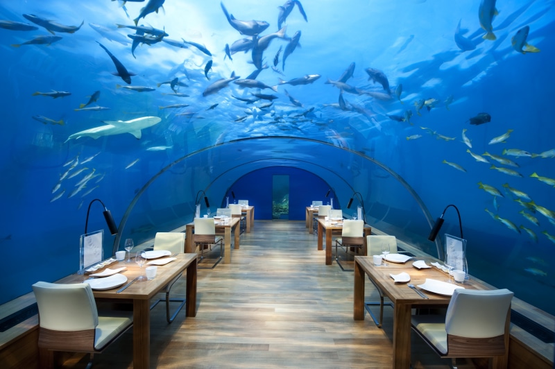 shark, transparency, rectangular, Maldives, dishes, sea, large group of animals, wooden, no people, animal themes, six, set, glass, lamp, arch, marine