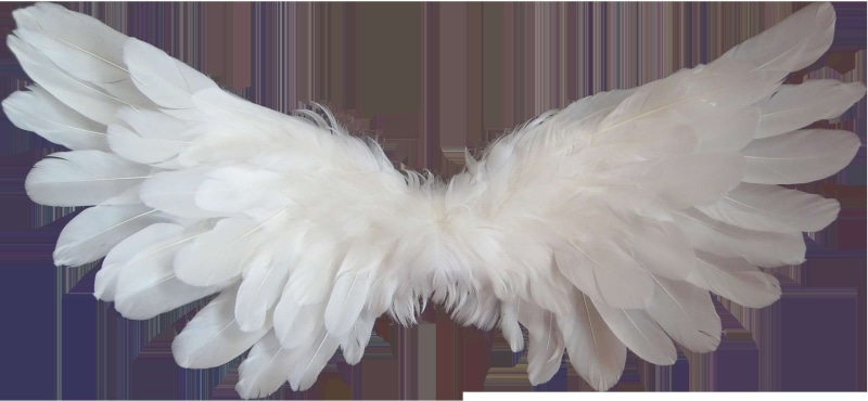 1080P, flying, transparent, white color, softness, indoors, wings, costume, spirituality, feather, angelic, white, animal, spirit, angel wings, close-up