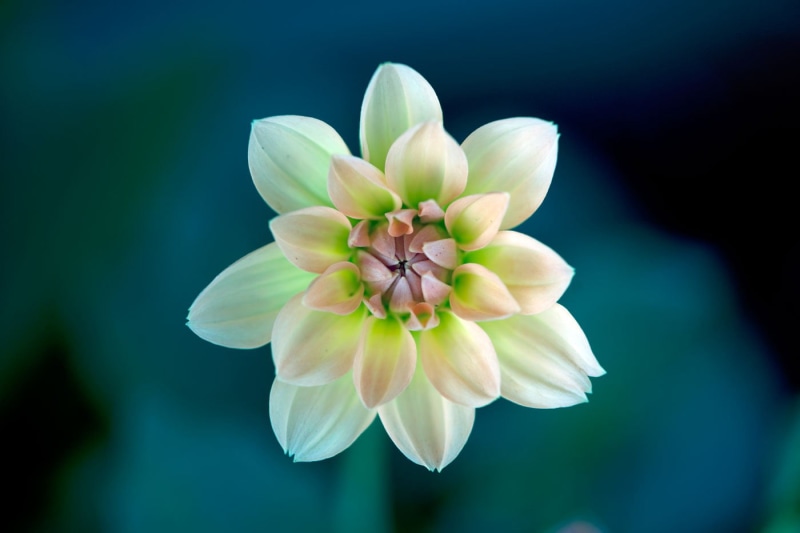 Nature, summer, flower Head, 720P, Dahlia, Transparency, NGC, pink Color, focus, beauty In Nature, Flower, Plant, close-up, petal, photography, white