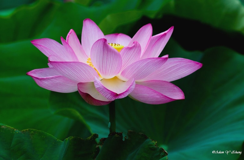Nikon  DSLR, Nice, gorgeous, petaled, beautiful, Unique, lotus Water Lily, pink, Explore, summer, leaf, Waterlily, flower Head, pink Color, Telephoto, botany
