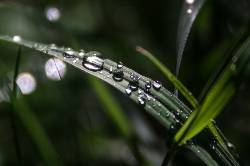 Drops, green Color, summer, grass, liquid, freshness, wet, macro, drop, green, 2K, green leaf, raindrop, dew, close-up, CC-BY-SA, nature, closeup, leaf