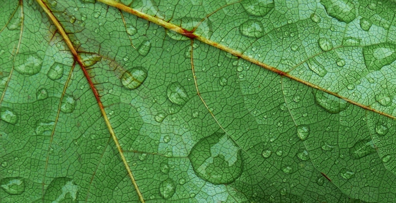 plant, dew, nature, pattern, backgrounds, leaf, green, french, leaf Vein, digital, abstract, green leaf, macro, close-up, color, 1080P, water, green Color