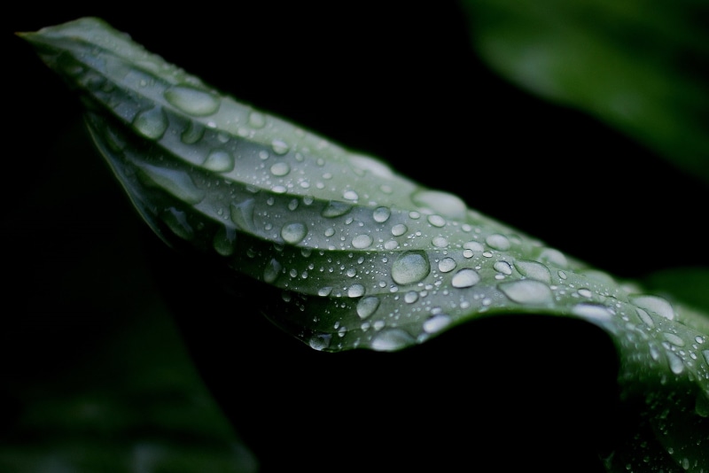 rain, droplets, macro, grass  green, Rain!  water, green Color, freshness, leaf, raindrop, eau, water drop, drop, plant, water droplets, wet, green leaves