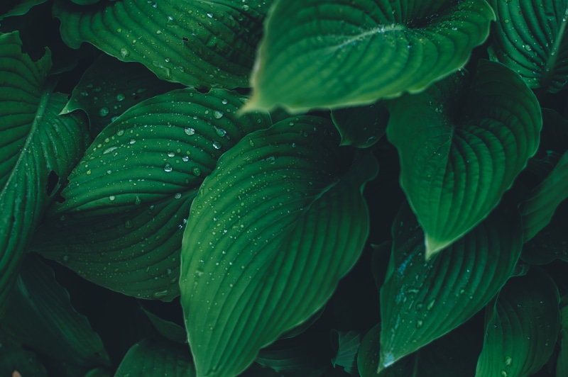backgrounds, freshness, growth, fragility, plant, no people, dew, day, raindrop, summer, 4K, close-up, leaves, water, green color, nature, wet, beauty in nature