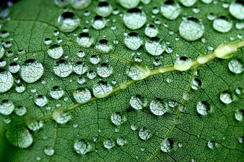 dew, green leaf, green, explored, globule, wild flowers, macro, droplet, rain, weeds, leaf Vein, photo, close up, jenny, le jardin, green Color, drops