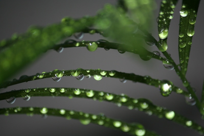drop, raindrop, summer, freshness, macro, closeup, brown, backgrounds, green, wet, leaf, dew, rain, green Color, 1080P, green plant, nature, photography