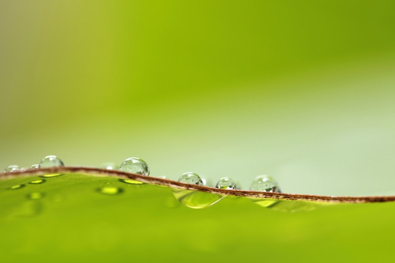 nature, droplets, green, liquid, blur, photo, raindrop, wet, plant, drops, freshness, delicate, 4K, macro, rain, drop, water, transparent, dew, abstract