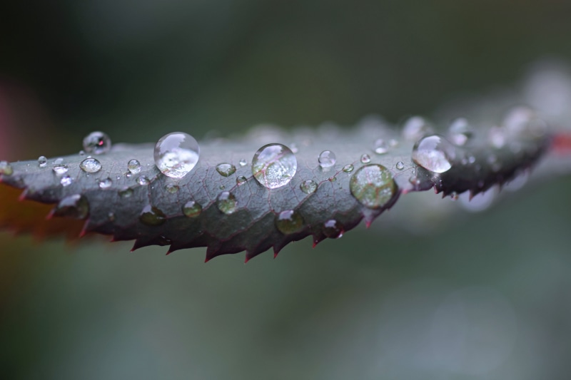 5K, rain, raindrop, nature, drop, freshness, leaf, shallow, macro, water, plant, dew, focus, green Color, close-up, photography, wet
