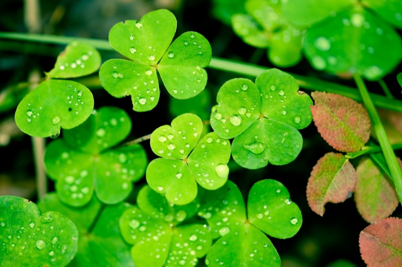 image, raindrop, photography, rain, wet, drops, macro, dew, colors, freshness, rich, plant, hd, leaf  bug, jussi, closeup photography, green leaves, close-up