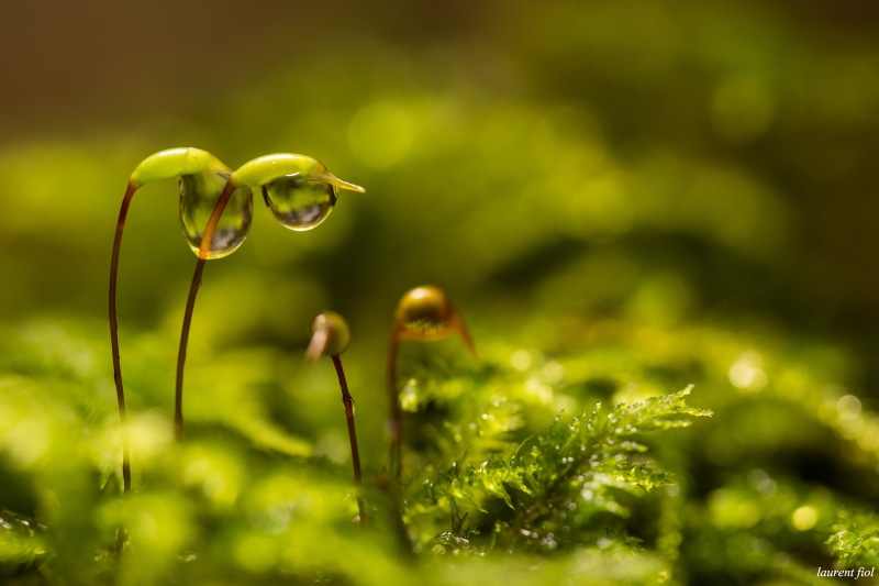 summer, growth, leaf, green Color, dew, close-up, springtime, freshness, photography, plant, nature, 5K, green, drops, drop, macro